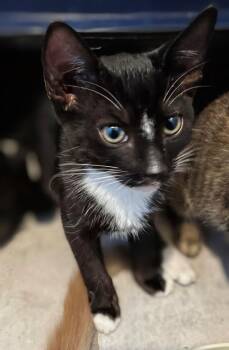 Goma -  Domestic Short Hair Cat for Adoption in Honolulu, Hawaii - Goma | PetCurious