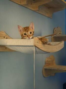 Jasper -  Domestic Short Hair Cat for Adoption in Los Angeles, California - Jasper | PetCurious
