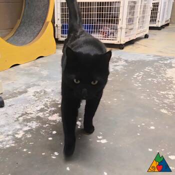 Domestic Short Hair Cats Available for Adoption - Marshall | PetCurious