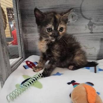 Moth -  Domestic Short Hair Cat for Adoption in Lynchburg, Virginia - Moth | PetCurious