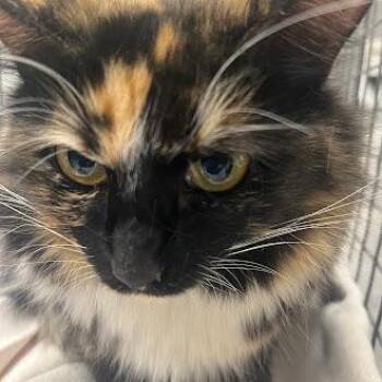 Domestic Medium Hair Cats Available for Adoption in Las Vegas, Nevada - CHARDONNAY | PetCurious