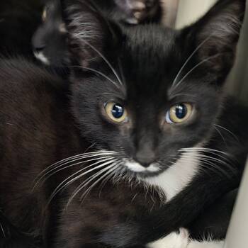 Rescue Domestic Short Hair Cats for Adoption in Yanceyville, North Carolina - Souffle 25-1665 | PetCurious