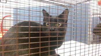 ANTONIO -  Domestic Short Hair Cat for Adoption in Doral, Florida - ANTONIO | PetCurious