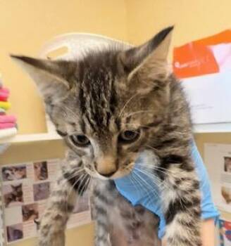 Domestic Short Hair Cats Available for Adoption - DEWEY | PetCurious