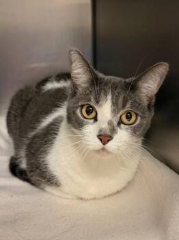 Meowmi -  Domestic Short Hair Cat for Adoption in Ocala, Florida - Meowmi | PetCurious