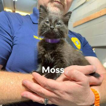 Domestic Short Hair Cats Available for Adoption in Newcastle, Oklahoma - Moss | PetCurious