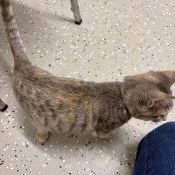 Spazzy -  Domestic Short Hair Cat for Adoption in Bryan, Ohio - Spazzy | PetCurious