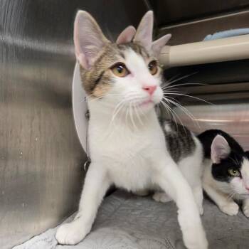 Petty -  Domestic Short Hair Cat for Adoption in Briarcliff Manor, New York - Petty | PetCurious
