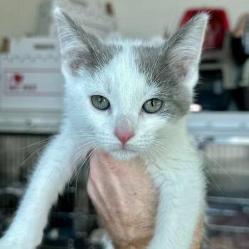 Domestic Short Hair Cats Available for Adoption - Hercules | PetCurious