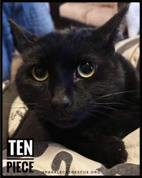 Rescue Domestic Short Hair Cats for Adoption in Glen Raven, North Carolina - TEN PIECE | PetCurious