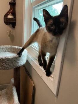 Jolene -  Domestic Short Hair and Siamese Cat for Adoption in Wheaton, Illinois - Jolene | PetCurious