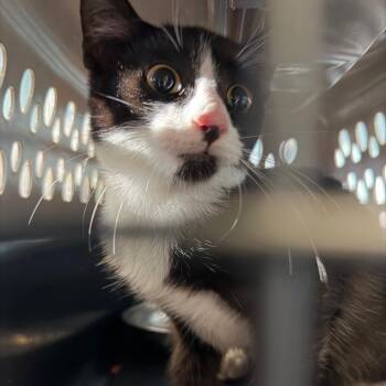 Stellar Baby -  Domestic Short Hair Cat for Adoption in Greensboro, North Carolina - Stellar Baby | PetCurious