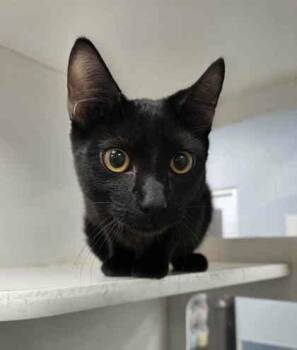 Rescue Domestic Short Hair Cats for Adoption in Atlanta, Georgia - Poncey | PetCurious