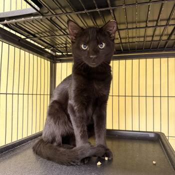 Domestic Short Hair Cats Available for Adoption - Storm | PetCurious