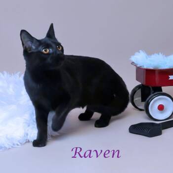 Domestic Short Hair Cats Available for Adoption in Lebanon, Tennessee - Raven C26-038 | PetCurious