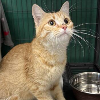 Domestic Short Hair Cats Available for Adoption in East St. Louis, Illinois - Blondie-C | PetCurious