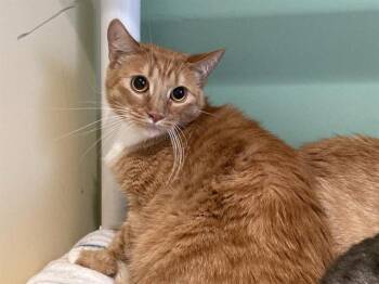 JOSHUA -  Domestic Short Hair Cat for Adoption in Tustin, California - JOSHUA | PetCurious