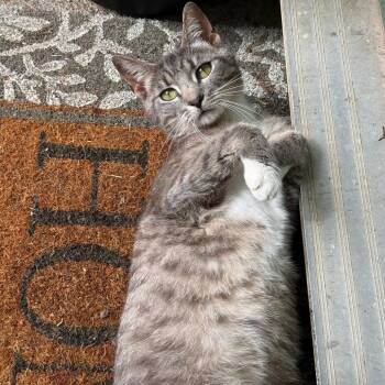 Sphere -  Domestic Short Hair Cat for Adoption in Auburn, Alabama - Sphere | PetCurious
