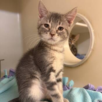 Cassidy -  Domestic Short Hair Cat for Adoption in Madison, Wisconsin - Cassidy | PetCurious