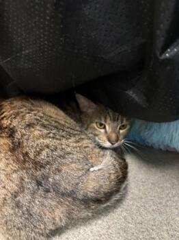 Roxy -  Domestic Short Hair Cat for Adoption in Palm Coast, Florida - Roxy | PetCurious