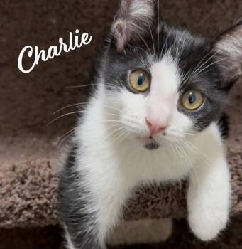 Tuxedo and Domestic Short Hair Cats Available for Adoption - Charlie #dustbin-litter | PetCurious