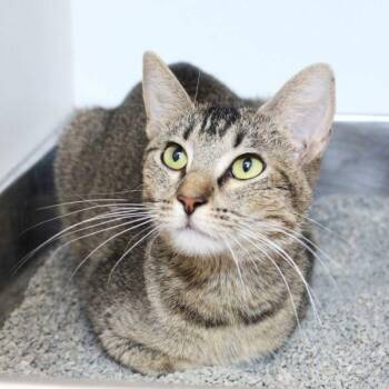 Ariel -  Domestic Short Hair Cat for Adoption in Des Moines, Iowa - Ariel | PetCurious