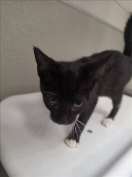 SOUR -  Domestic Short Hair Cat for Adoption in Tracy, California - SOUR | PetCurious