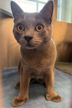 ash -  Domestic Short Hair Cat for Adoption in Stratham, New Hampshire - Ash | PetCurious