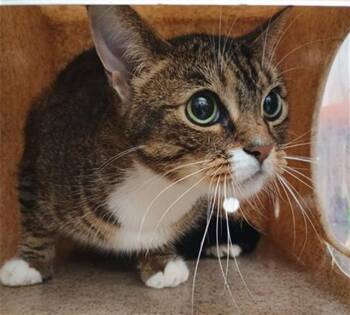 KIRARA -  Domestic Short Hair Cat for Adoption in Camarillo, California - KIRARA | PetCurious