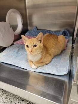 Gunther -  Domestic Short Hair Cat for Adoption in Fergus Falls, Minnesota - Gunther | PetCurious
