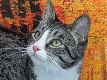 Tabby and Domestic Short Hair Cats Available for Adoption - Fritos | PetCurious