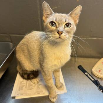 Snow -  Domestic Short Hair Cat for Adoption in Tuscaloosa, Alabama - Snow | PetCurious