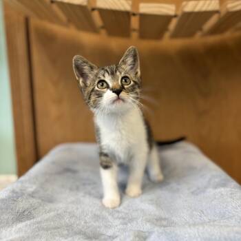 Sir Squeaks--In Foster -  Domestic Short Hair Cat for Adoption in Fargo, North Dakota - Sir Squeaks--In Foster | PetCurious