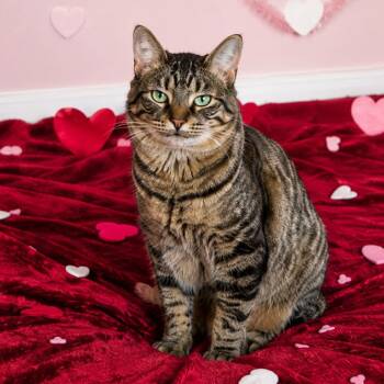 Tiger -  Domestic Short Hair Cat for Adoption in Hopkinton, Massachusetts - Tiger | PetCurious