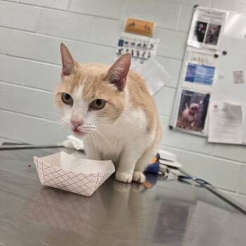 Chapurr Roan -  Domestic Short Hair Cat for Adoption in Chattanooga, Tennessee - Chapurr Roan | PetCurious