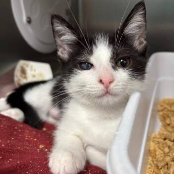 Yang -  Domestic Short Hair Cat for Adoption in Lakeland, Florida - Yang | PetCurious