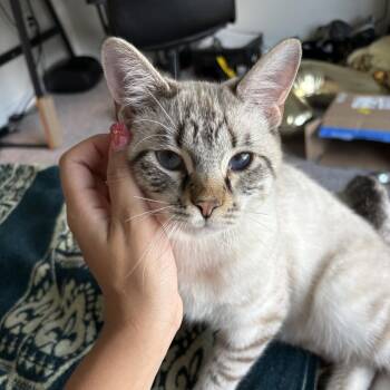 Miney -  Domestic Short Hair Cat for Adoption in Nashville, Tennessee - Miney | PetCurious