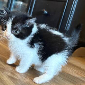 Domestic Short Hair Cats Available for Adoption - Sarcoline | PetCurious