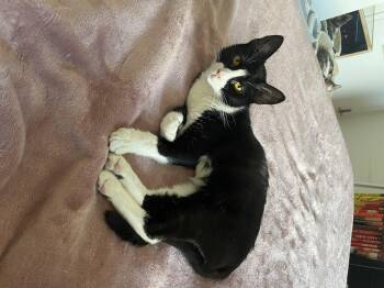 Tuxedo Cats Available for Adoption - KELSEY | PetCurious