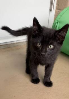 Sidewinder  *Yellow Collar -  Domestic Short Hair Cat for Adoption in Christiansburg, Virginia - Sidewinder  *Yellow Collar | PetCurious