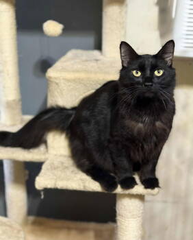 Rescue Domestic Medium Hair Cats for Adoption in Capshaw, Alabama - PERCY | PetCurious