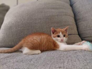 Suki -  Domestic Short Hair Cat for Adoption in East Peoria, Illinois - Suki | PetCurious