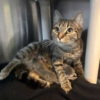 Rue -  Domestic Short Hair Cat for Adoption in Rocky Mount, Virginia - Rue | PetCurious