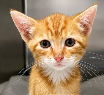 Sunshine -  Domestic Short Hair Cat for Adoption in Labelle, Florida - Sunshine | PetCurious