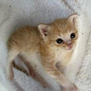 Macaroni (Patty) -  Domestic Short Hair Cat for Adoption in Winston-salem, North Carolina - Macaroni (Patty) | PetCurious