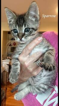 Sparrow -  Tabby Cat for Adoption in Saginaw, Michigan - Sparrow | PetCurious