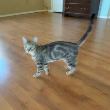 Rescue Domestic Short Hair Cats for Adoption in Springdale, Arkansas - Swissy | PetCurious