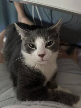 Hansel -  Domestic Short Hair Cat Available for Adoption in New York, New York - Hansel | PetCurious