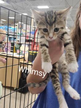 Whimsy -  Domestic Short Hair Cat for Adoption in Gerrardstown, West Virginia - Whimsy | PetCurious