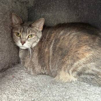 Trixie -  Domestic Short Hair Cat for Adoption in Chicago, Illinois - Trixie | PetCurious